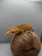 Wimpergekko man, Hagedis, Tam, 0 tot 2 jaar