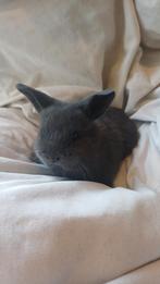 Tamme lieve baby dwerg konijntjes 5 weken oud, Meerdere dieren, Dwerg