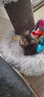 Kittens Noorse/ Siberische Boskat, Poes