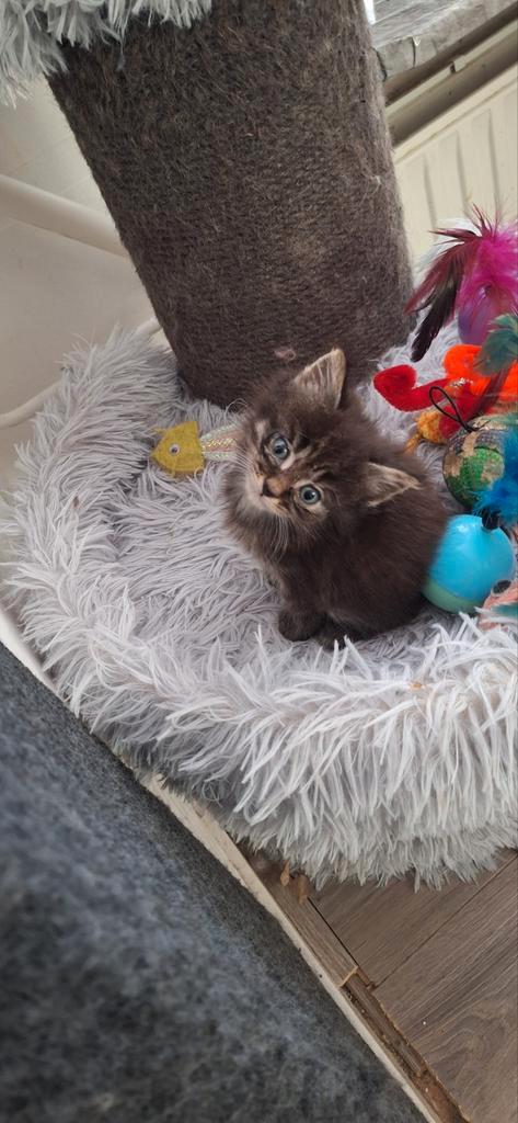 Kittens Noorse/ Siberische Boskat, Dieren en Toebehoren, Katten en Kittens | Raskatten | Langhaar, Poes