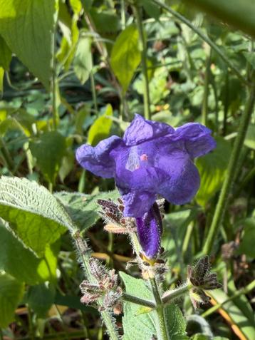 3x Salvia Tuinplant - Prachtige Blauwe Bloemen! beschikbaar voor biedingen