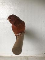 Rood-Agaat kanarie, Dieren en Toebehoren, Vogels | Kanaries, Mannelijk, Kleurkanarie