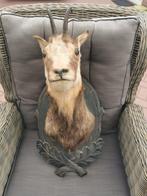 Opgezette gems kop, Ophalen, Wild dier, Opgezet dier