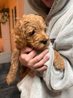 Medium Labradoodle Reutje, 8 tot 15 weken, Eén hond, Nederland, Particulier