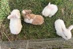 Baby konijntjes, Dieren en Toebehoren, Konijnen, Meerdere dieren, Klein, Hangoor, 0 tot 2 jaar