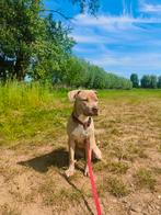 Pitbull teefje 11 maand oud, Dieren en Toebehoren, Honden | Bulldogs, Pinschers en Molossers, Particulier, 15 weken tot 1 jaar