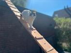 Kattentrap 5 meter, Dieren en Toebehoren, Katten-accessoires, Ophalen, Nieuw