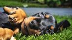 Super mooie gelegenheid nestje dwerg teckel ruwhaar, Parvo, Reu, 8 tot 15 weken, Dwerg