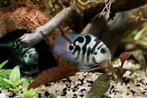 Parrot zebra cichlid blue tiger gratis Beverwijk, Vis, Zoetwatervis