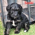Bernedoodles multigen pups worden in  huiskamer groot gebrac, CDV (hondenziekte), 8 tot 15 weken, Meerdere, Meerdere dieren