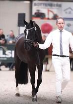 Veelbelovende 3-jarige zwarte Orchard pony hengst (1.47m), Dieren en Toebehoren, Paarden, Minder dan 160 cm, Met stamboom, Dressuurpaard