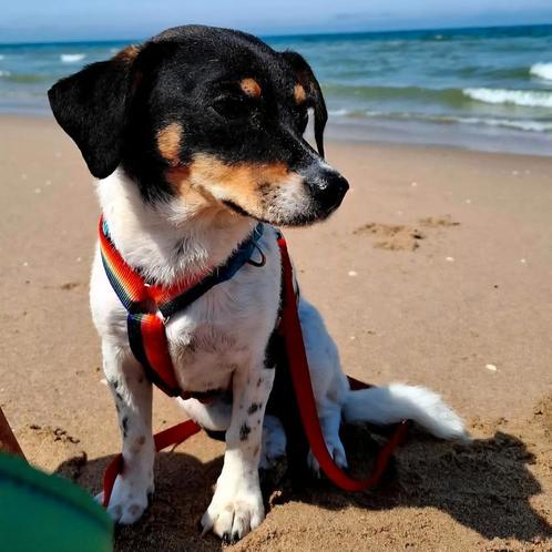 GaGa Animal Care - LYRA (in een gastgezin in Rotterdam ZH), Dieren en Toebehoren, Honden | Niet-rashonden, Klein, Teef, Particulier