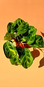 Maranta leuconeura kerchoveana variegata , Ophalen of Verzenden, Overige soorten, Minder dan 100 cm