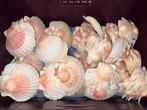Coquille schelpen te koop, Ophalen, Zo goed als nieuw