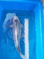 Klasse kois te koop.  Zijn tussen de 60 en 65cm, Karper of Koi