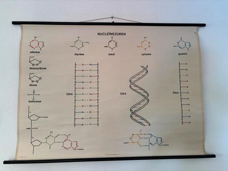 Antieke Schoolplaat - Nucleïnezuren, Antiek en Kunst, Antiek | Schoolplaten, Natuur en Biologie, Ophalen of Verzenden