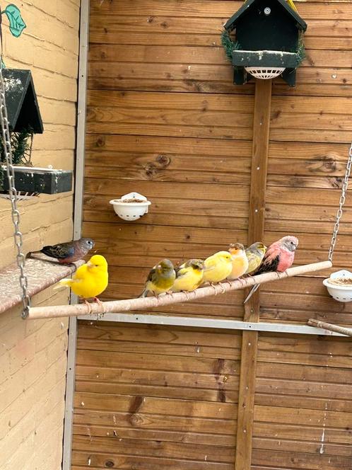 Wegens beëindiging hobby vogels te koop, Dieren en Toebehoren, Vogels | Kanaries, Kleurkanarie, Meerdere dieren