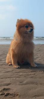 Kleine Duitse Spitz ( pomeriaan ), Dieren en Toebehoren, Ophalen, Nieuw