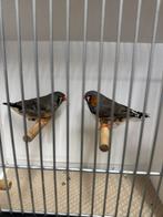 Splits charcoal zebravinken, Dieren en Toebehoren, Vogels | Overige Vogels, Meerdere dieren