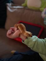 Luipaard gekko vrouw, Dieren en Toebehoren, Reptielen en Amfibieën, Hagedis, Tam, 0 tot 2 jaar