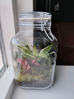 Ecosysteem in pot, kamerplant, plant in pot., Huis en Inrichting, Ophalen, In pot, Halfschaduw, Minder dan 100 cm