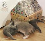 1 + 1 GRATIS Prachtige britse korthaar kittens met Stamboom, Meerdere dieren, Gechipt, 0 tot 2 jaar