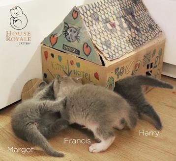 1 + 1 GRATIS Prachtige britse korthaar kittens met Stamboom beschikbaar voor biedingen