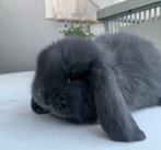 Raszuivere Franse hangoor konijnen, Dieren en Toebehoren, Konijnen, Meerdere dieren, Groot, Hangoor