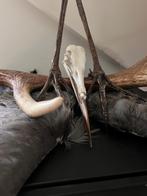 Gezocht: dode dieren voor taxidermie, Ophalen, Zo goed als nieuw, Overige soorten, Overige typen