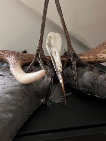 Gezocht: dode dieren voor taxidermie  beschikbaar voor biedingen