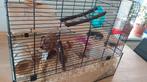 Dwerghamster met kooi en toebehoren, Maart, Hamster