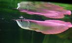 arowana 45cm roofvis te koop, Vis, Zoetwatervis