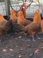 Goudpel Hollandse hoenders, Dieren en Toebehoren, Pluimvee, Meerdere dieren, Kip