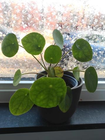 Pannenkoekplant (Pilea peperomioides) beschikbaar voor biedingen