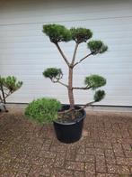 Pinus sylvestris vormsnoei bonsai, Ophalen, Bloeit niet, Overige soorten, Minder dan 100 cm