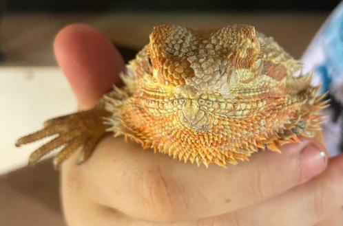 3x baardagaam geel met oranje, Dieren en Toebehoren, Reptielen en Amfibieën, Hagedis, Tam