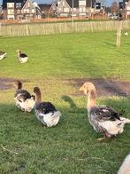 Toulouse ganzen, Meerdere dieren, Gans of Zwaan