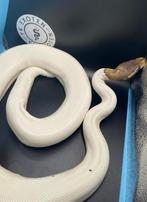 Ball Python dame Fire Pewter Piebald, Slang, 3 tot 6 jaar