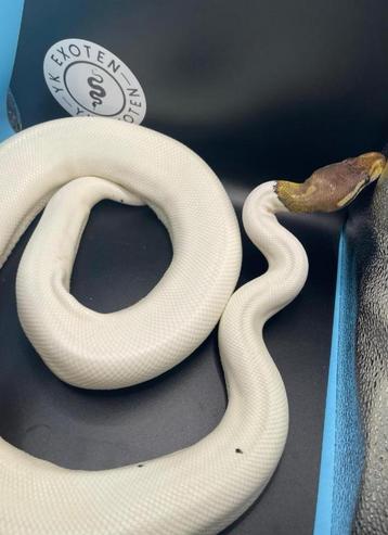 Ball Python dame Fire Pewter Piebald beschikbaar voor biedingen