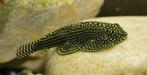Sewellia lineolata, Vis, Zoetwatervis, Schoolvis