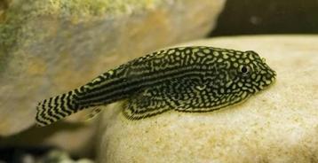 Sewellia lineolata  beschikbaar voor biedingen