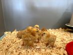 New Hampshire kriel kuikens, hennetjes, gesekst en ingeënt, Dieren en Toebehoren, Pluimvee, Vrouwelijk, Kip