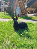 Te koop: Lotharinger konijnen, Dieren en Toebehoren, Meerdere dieren, Groot