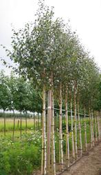 berk met witte stam himalayaberk berkenboom te koop, Tuin en Terras, Planten | Bomen, 250 tot 400 cm, Ophalen of Verzenden