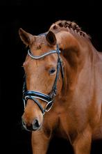 Dressuurmerrie te koop, Dieren en Toebehoren, Paarden, Merrie, Dressuurpaard, 3 tot 6 jaar, L