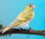 Gevraagd sijs isabel/ bruinagaat, Dieren en Toebehoren, Geslacht onbekend, Wildzangvogel, Geringd