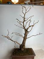 Ginkgo Biloba Bonsai nu 40 % korting, Tuin en Terras, Planten | Tuinplanten, Volle zon, Vaste plant, Bloeit niet, Ophalen