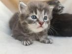 Maincoon kittens raszuiver., Dieren en Toebehoren, Katten en Kittens | Raskatten | Langhaar, Meerdere dieren, Gechipt, 0 tot 2 jaar