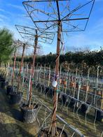 Wisteria blauwe regen dak bomen in pot, Tuin en Terras, Planten | Bomen, In pot, Zomer, Ophalen of Verzenden, 100 tot 250 cm