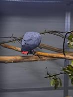 3x Grijze Roodstaart Papegaaien – CITES / herkomstverklar, Dieren en Toebehoren, Vogels | Parkieten en Papegaaien, Meerdere dieren